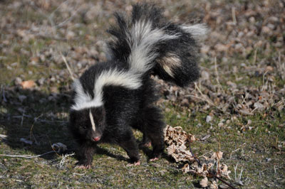 skunk on SW Missouri property